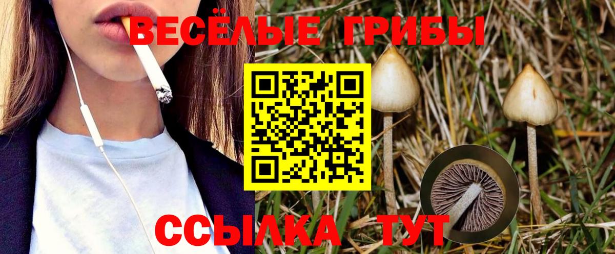 как найти наркотики  Псилоцибиновые грибы мицелий  Вход с VPN  Киселёвск  Галлюциногенные грибы ЛСД 